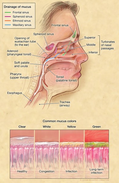 Sinus anatomy and drainage